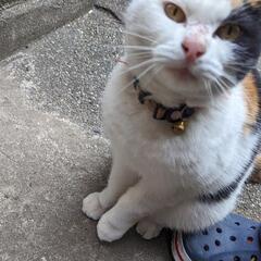 猫っぽい猫です - 里親募集