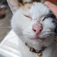 猫っぽい猫です - 猫