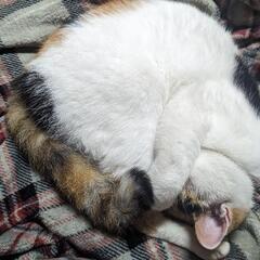 猫っぽい猫です - 桑名市