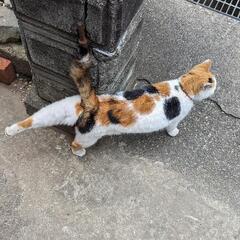 猫っぽい猫です − 三重県