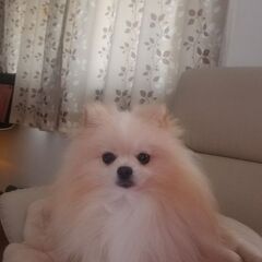家族の一員に
