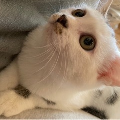 🍒【終の住処決まりました🙇‍♀️】とってもかわいい白黒ブチちゃん...
