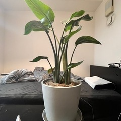 観葉植物　オーガスタ