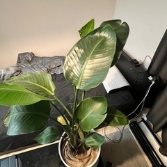 観葉植物　オーガスタの画像