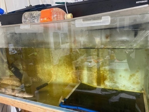 水槽、熱帯魚、ポリプ