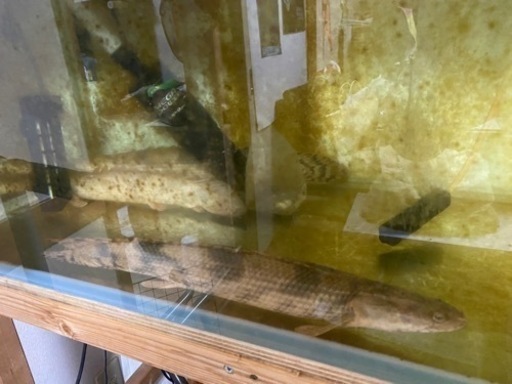 水槽、熱帯魚、ポリプ