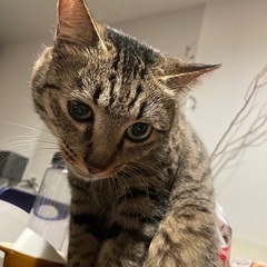 人慣れバツグン！キジトラ♂