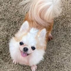 6歳女の子すずちゃん