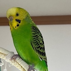 里親決まりました。