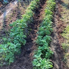 自然栽培仲間募集『あと2区画』腐らず枯れる野菜🥬の画像