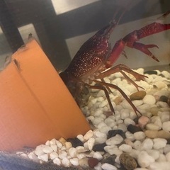 ザリガニの赤ちゃん②