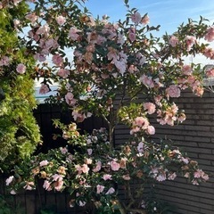 植木　つばき　椿　庭木　ガーデニング　早めの希望の画像