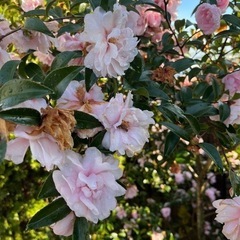 植木　つばき　椿　庭木　ガーデニング　早めの希望