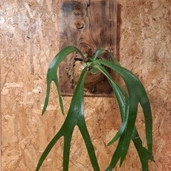 ビカクシダの画像
