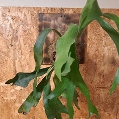 ビカクシダの画像