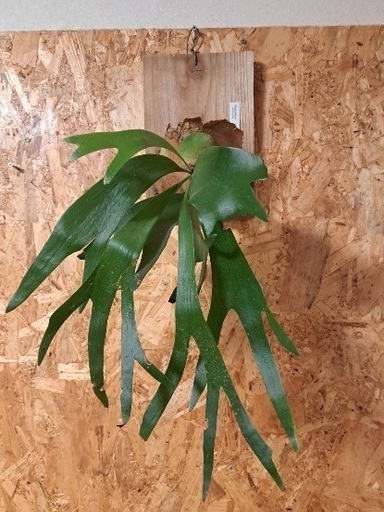 ビカクシダ