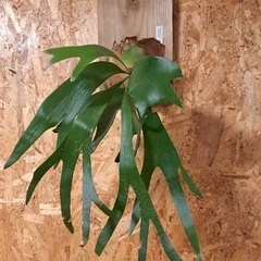 ビカクシダの画像