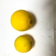 マイヤー(メイヤー)レモン
