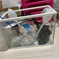 メダカセット 差し上げます。引き取り者決まりました