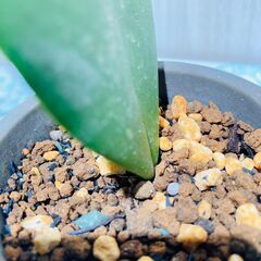 【観葉植物】ホヤ・カーリー  'ラブラブハート'（3号セメント鉢付き）の画像