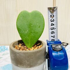 【観葉植物】ホヤ・カーリー  'ラブラブハート'（3号セメント鉢付き）の画像