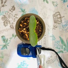 【観葉植物】ホヤ・カーリー  'ラブラブハート'（3号セメント鉢付き）の画像