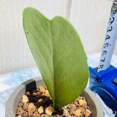 【観葉植物】ホヤ・カーリー  'ラブラブハート'（3号セメント鉢付き）の画像