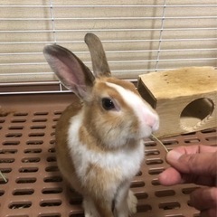 ウサギ