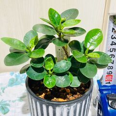 【観葉植物】パンダガジュマル（3号セメント鉢付き）の画像