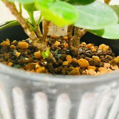 【観葉植物】パンダガジュマル（3号セメント鉢付き）の画像