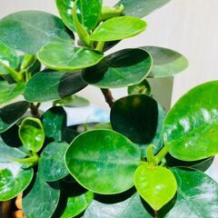 【観葉植物】パンダガジュマル（3号セメント鉢付き）の画像