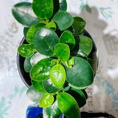 【観葉植物】パンダガジュマル（3号セメント鉢付き）の画像