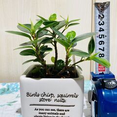 【観葉植物】パンダガジュマル（3号陶器鉢つき）