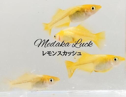 レモンスカッシュ稚魚20匹