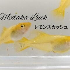 レモンスカッシュ稚魚10匹　の画像