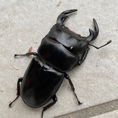 アンタエウスオオクワガタ幼虫2