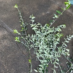 オリーブ剪定枝の画像