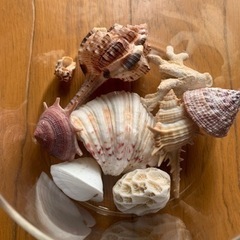 【今週1,000円】『貝殻🐚（瓶🫙付き）』の画像