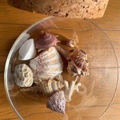 【今週1,000円】『貝殻🐚（瓶🫙付き）』の画像