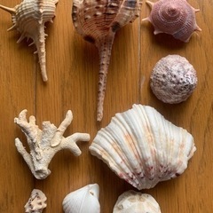 【今週1,000円】『貝殻🐚（瓶🫙付き）』の画像