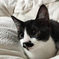 生後3ヶ月半位　7兄妹でおひげがチャーミングなひげ子ちゃん【12...