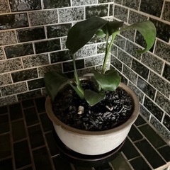 観葉植物