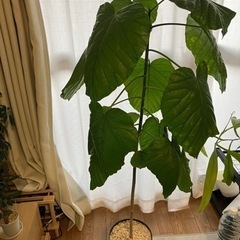 【お取引者決定】観葉植物(フィカス ウンベラータ)