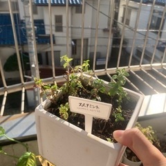 スピアミント　鉢ごと
