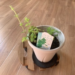 アップルミント　鉢ごと