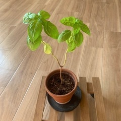 バジル　鉢ごと