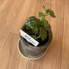 ピレア　鉢ごと