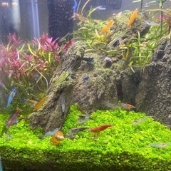 いろいろシュリンプ②の画像