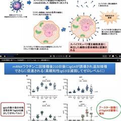  (郵送も可) 41B チラシ コロナワクチン 血栓症/免疫破壊と癌 緊急事態条項 40枚の画像