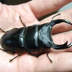 三重県産オオクワガタ F1 ♂68.5ミリ ♀45.7ミリ ペアの画像